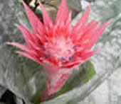 ambience image
