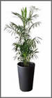 kentia palm 