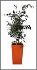weeping Fig tree