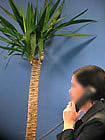 ambience image
