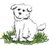 Joey, the resident Dog